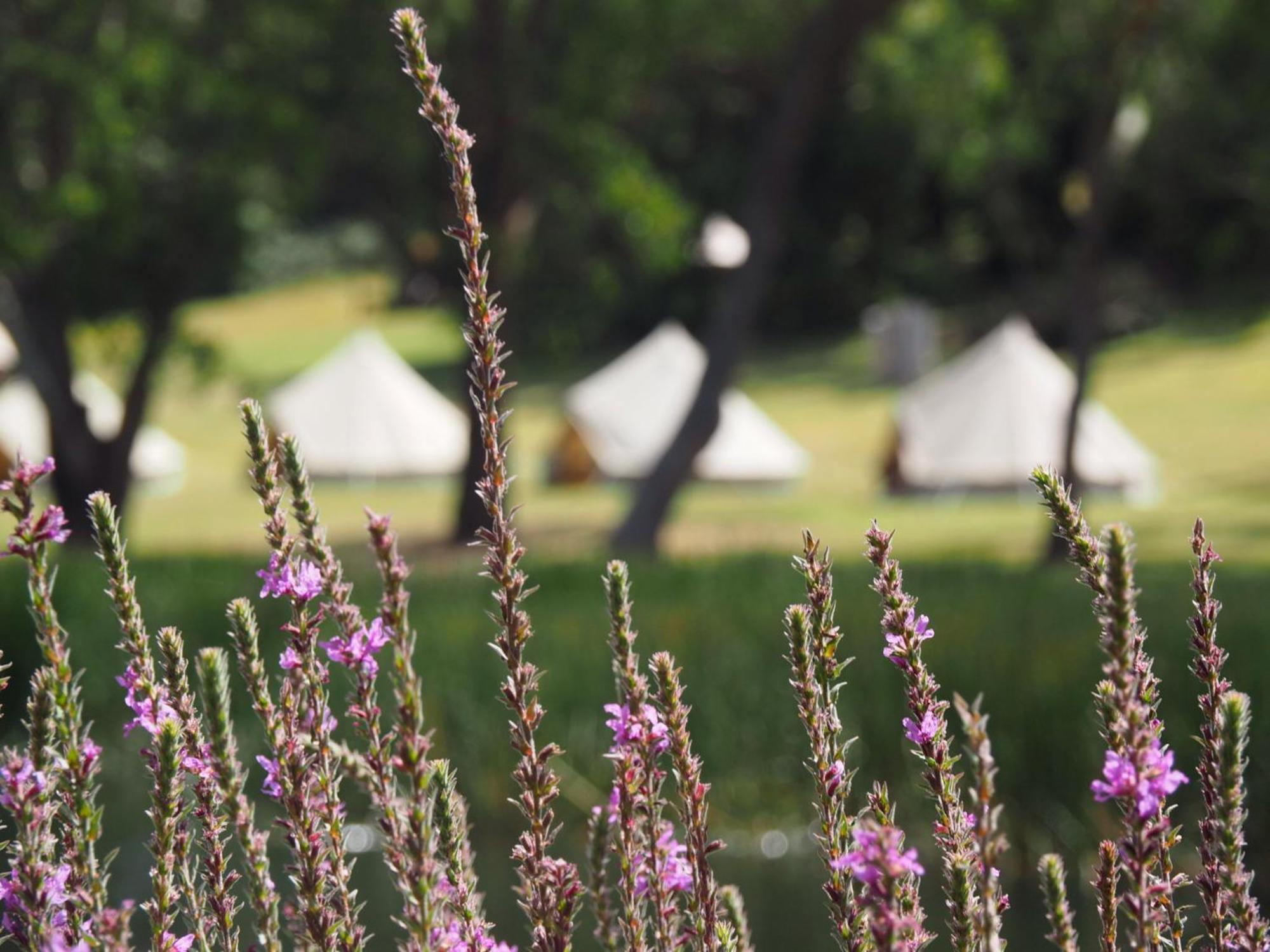 Iluka Retreat Glamping Village 레드힐사우스 외부 사진